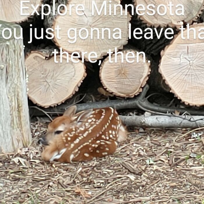 Deer Minnesota