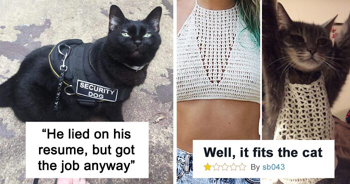 142 Funny Memes With Goofy Pets To Put You In The Best Mood Possible