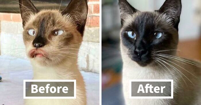 116 Adorable Before-And-After Photos That Show What An Impact Being Rescued Has On Cats (New Pics)