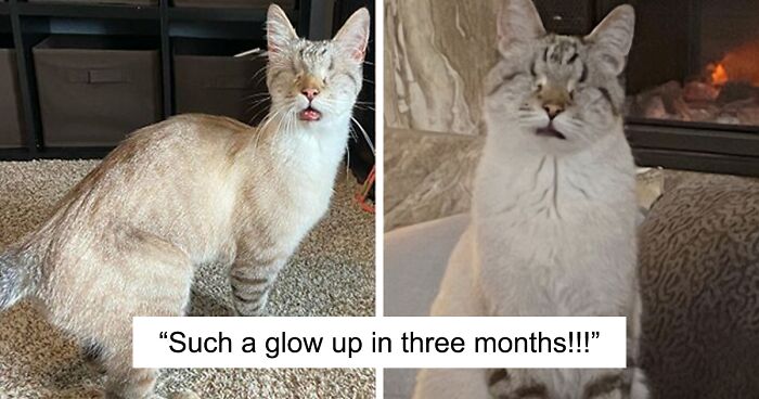 This Online Community Shares How Their Adopted Cats Looked Then And Now, And It’s Heartwarming (116 New Pics)