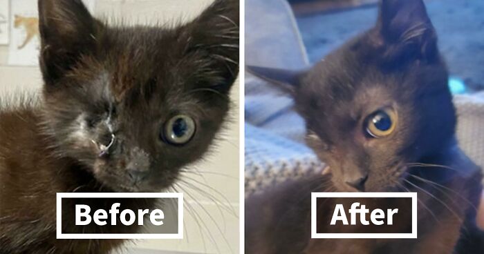 116 Before And After Adoption Photos That Show How Having A Loving Home Changes Cats (New Pics)