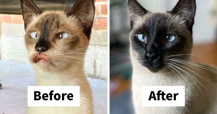 116 People Share How Their Beloved Cats Have Changed Since Being Adopted (New Pics)