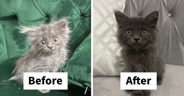 116 Cats Before And After Adoption (New Pics)