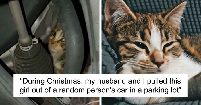 50 People Share How Their Beloved Cats Have Changed Since Being Adopted (New Pics)