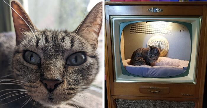 Dad Makes A Cat Bed For His Daughter's Feline From An Old TV, And It Hasn't Gone Unnoticed On The Socials