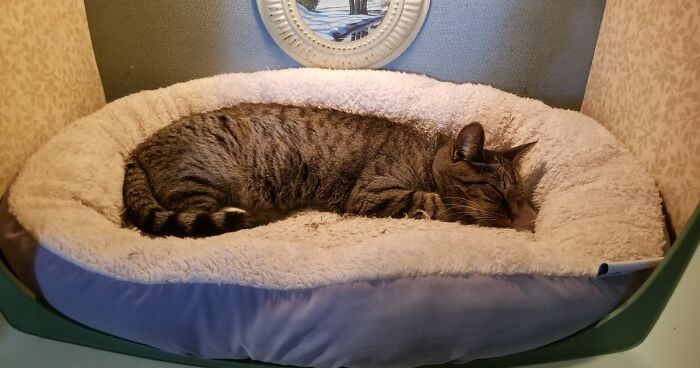 Someone Shared Photos Of A Cat Bed Their Dad Made Out Of An Old TV