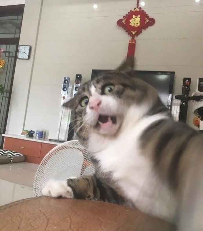 crazy cat face meme