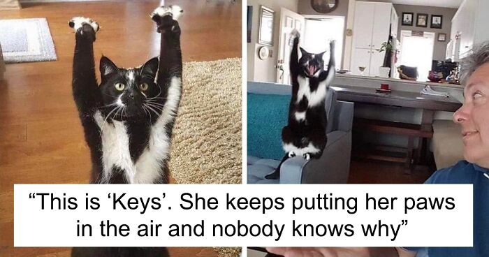 58 Times Cats Pulled Such Hilarious Faces, People Just Had To Take A Picture