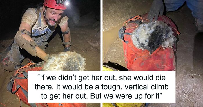 13-Year-Old Poodle Gets Rescued By Cavers After Being Stuck 500 Feet Underground For 2 Months