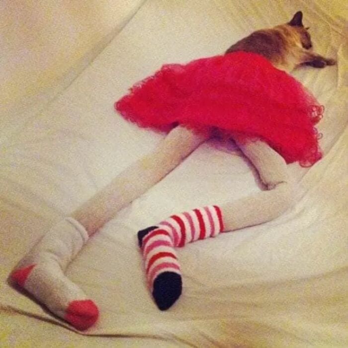 25 Funny Cats Wearing Tights