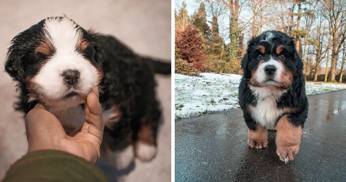 40 Photos Showing A 5-Year Difference Of Our Dog: Puppy To Adult