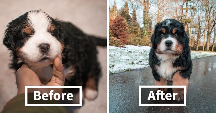 From Puppy To Adult: I Photographed My Girlfriend's Bernese Mountain Dog For 5 Years (40 Pics)