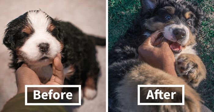 5-Year Photo Journey Of My Girlfriend's Bernese Mountain Dog: Puppy To Adult (40 Pics)