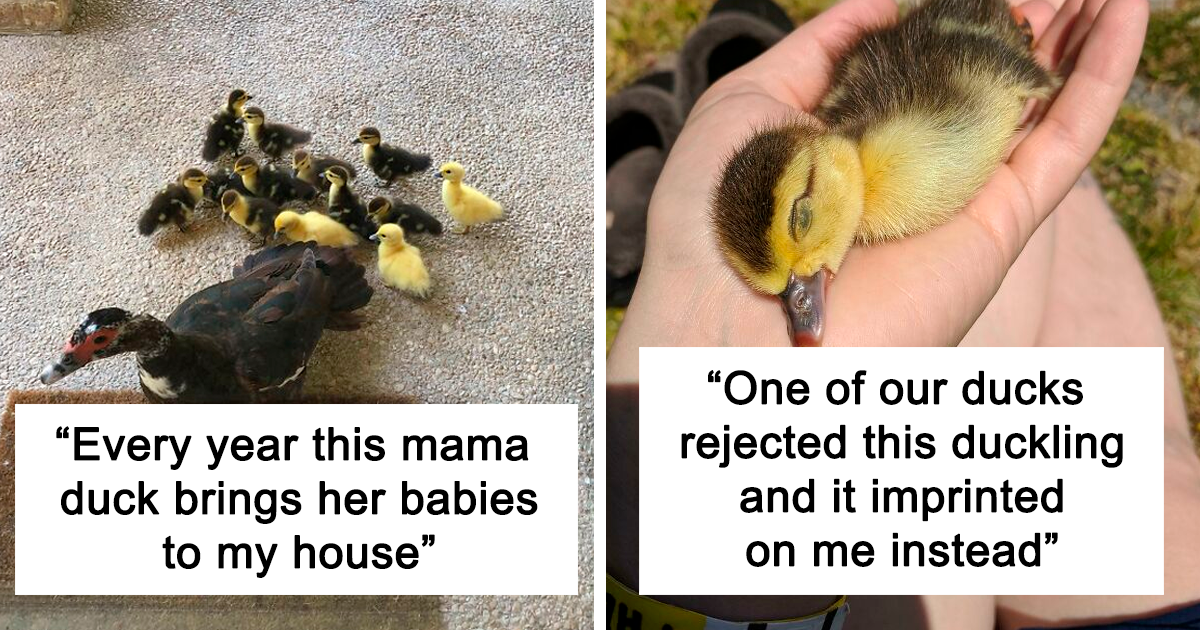 40 Cute Duck Pics That Might Just Make You Go “Aww” Uncontrollably