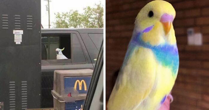 199 Of The Cutest Parrot Pics For Your Own Amusement