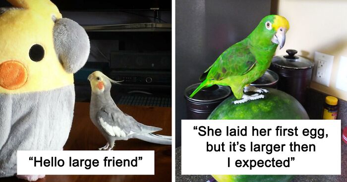 199 Cute And Funny Parrot Pics To Make You Smile