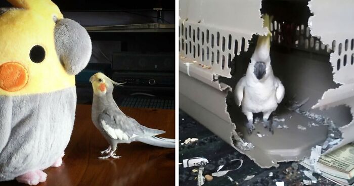 A-Parrot-Ly, Some Birbs Are So Entertaining That You Just Can't Resist Adoring Them (199 Pics)