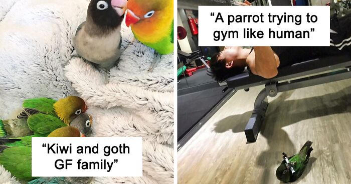 199 Of The Most Amusing And Hilarious Parrots To Make Your Day