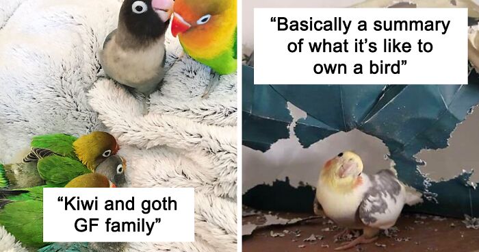 199 Pics Showing Parrots Being Their Mischievous Selves