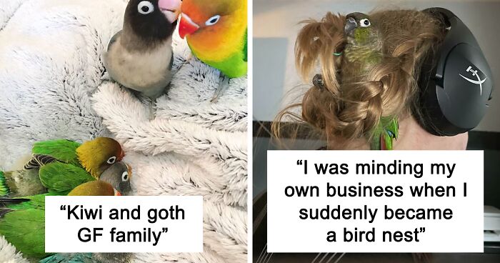 199 Times Parrots Were Captured Being Cute And Funny