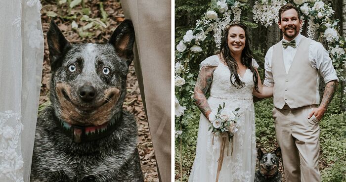 Dog Goes Viral For Photobombing Its Owners’ Wedding Picture, Others Share Their Own Pics