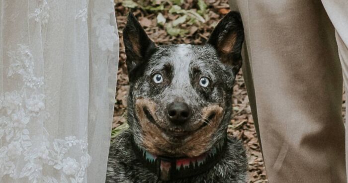 Dog Goes Viral For Photobombing Its Owners’ Wedding Picture, Others Share Their Own Pics