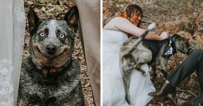 Dog Goes Viral For Photobombing Its Owners’ Wedding Picture, Others Share Their Own Pics