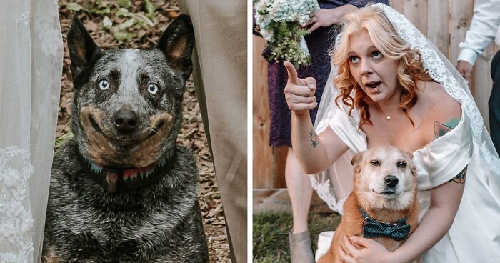 Dog Goes Viral For Photobombing Its Owners’ Wedding Picture, Others Share Their Own Pics