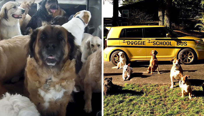 “My Dog Isn’t Lonely At Home”: Adorable Doggy School Bus Picks Up Pups Every Day And Takes Them To Daycare