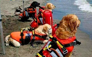 40 Fotos de perros trabajadores que son tan adorables como edificantes