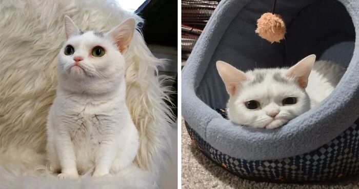 Sassiest Dwarf Kitten Comes Into Woman's Home, Steals Her Heart And Becomes Internet Sensation