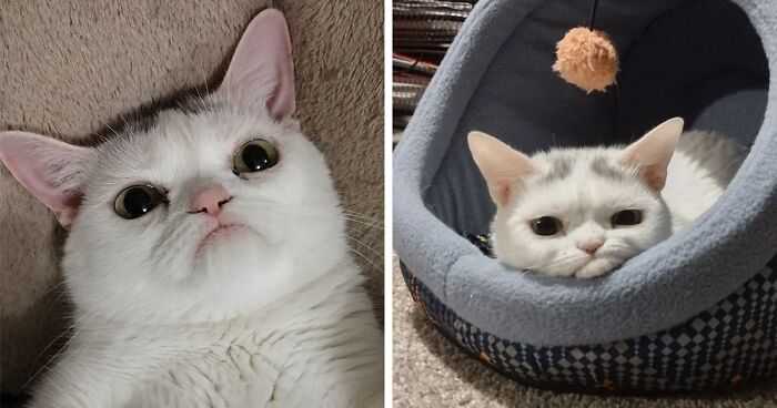 Sassiest Dwarf Kitten Comes Into Woman's Home, Steals Her Heart And Becomes Internet Sensation