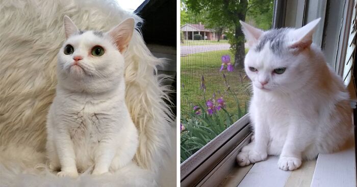 Dwarf Kitten With Permanent Frown Captures Everyone's Hearts