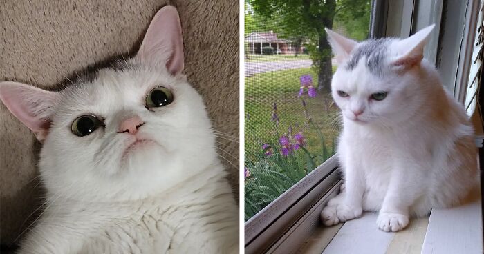 The Newest Grumpy Kitty With Dwarfism, Named Widget, Is Making Waves With Her Permanent Frown