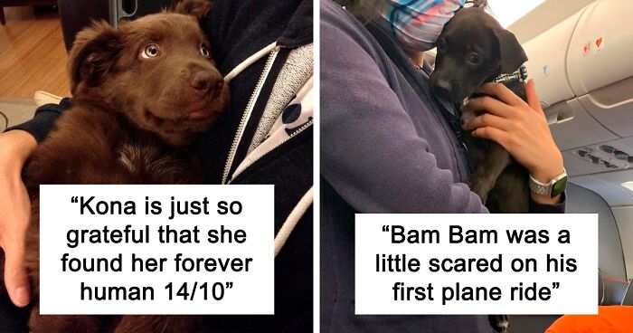 120 Times People Asked This Twitter Account To Rate Their Dogs And Got Hilariously Wholesome Results (New Pics)