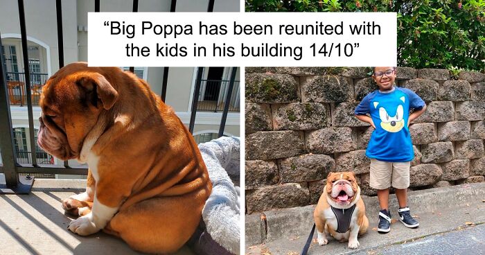 120 Times People Asked This Twitter Page To Rate Their Dogs And Got Hilarious Results (New Pics)