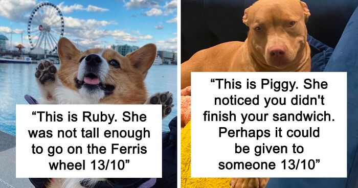 120 Times People Asked This Twitter Page To Rate Their Dogs And Got Hilariously Wholesome Results (New Pics)