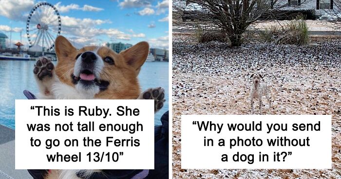 This Wholesome Twitter Page Gives Totally Biased Ratings To Dogs, Here Are 120 Of The Best Ones (New Pics)