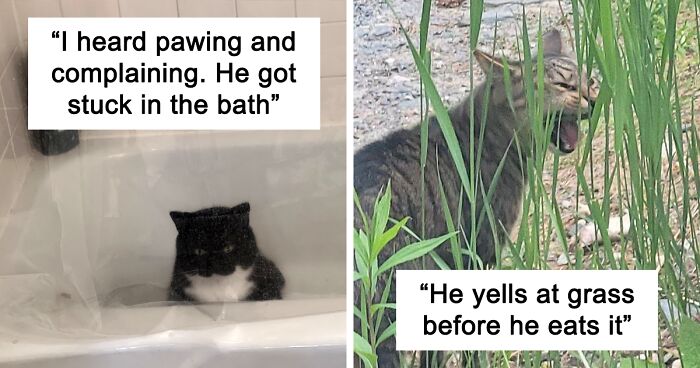 137 Times Cats Suddenly 'Malfunctioned,' And Their Owners Had To Take A Picture To Prove They Really Looked That Hilarious (New Pics)