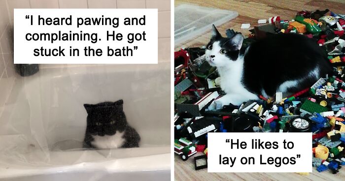 50 Times Cats Made Their Owners Wonder “What’s Wrong With My Cat” (New Pics)