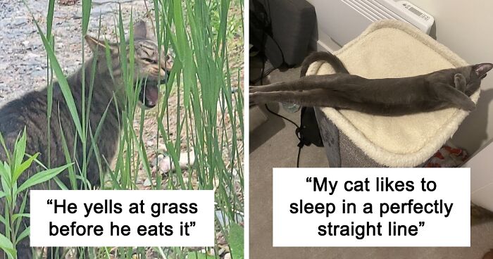 137 Of The Weirdest And Funniest Cat Pics Posted In The “What’s Wrong With Your Cat?” Online Group (New Pics)