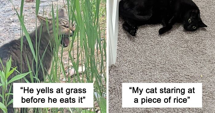 “What’s Wrong With Your Cat?”: Online Group Has Owners Posting Pics Of Their Malfunctioning Cats, And Here Are 137 Of The Funniest Ones (New Pics)