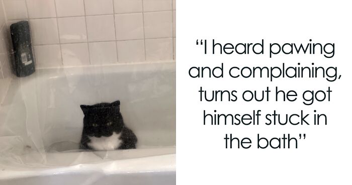 50 Times Cats Made Their Owners Wonder “What’s Wrong With My Cat” (New Pics)