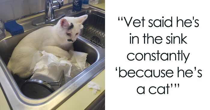 137 Times Cats Made Their Owners Wonder “What’s Wrong With My Cat” (New Pics)