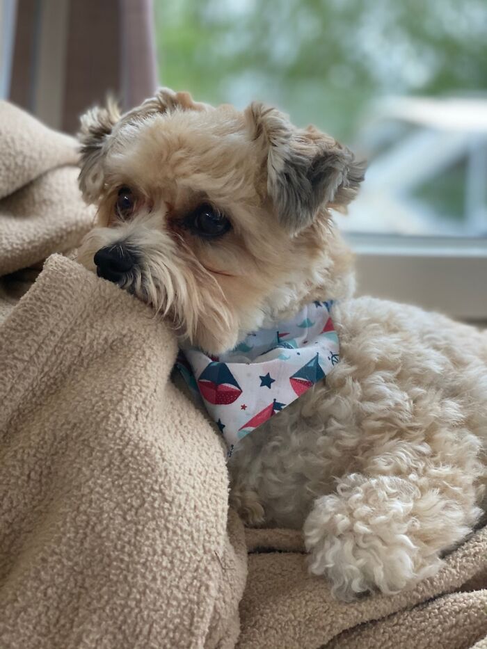 Biscuit, Daydreaming About The Treats Waiting At Home For Him