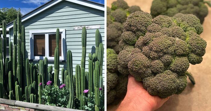 50 Of The Best Pics From The ‘Gardening’ Online Group (New Pics)