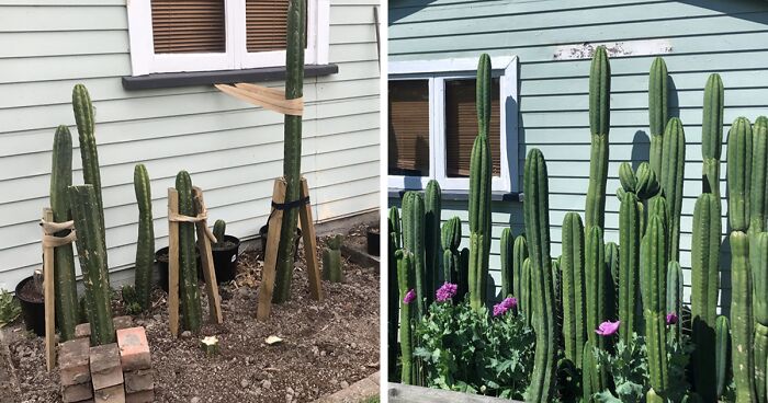 50 Of The Best Pics From The ‘Gardening’ Online Group (New Pics)