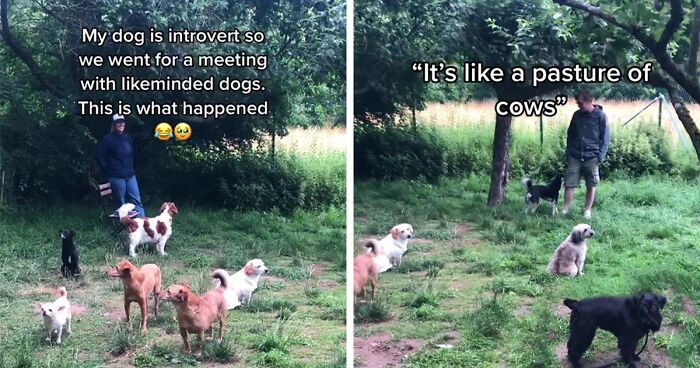 Viral Video Shows Introverted Pups Having The Time Of Their Lives Not Socializing With One Another