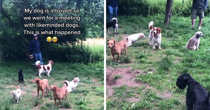 Relatable Viral Video Of Introverted Dogs Hanging Out Proves Socializing Can Be Awkward