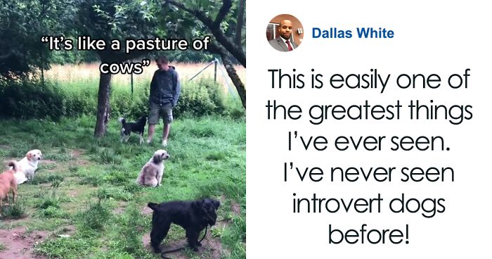 Video Of Introverted Dogs Meeting Up Has Melted Hearts All Over The Internet And Made People Say “Relatable!”